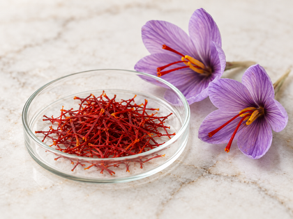 Deep red saffron threads in a glass petri dish beside fresh purple crocus flowers